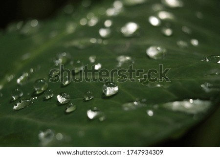 dew on taro leaves, liquid reflection, beautiful macro photos, background wallpaper texture