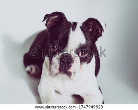 Portrait of small cute boston terrier puppy, Adorable black and white dog with a funny squashed face