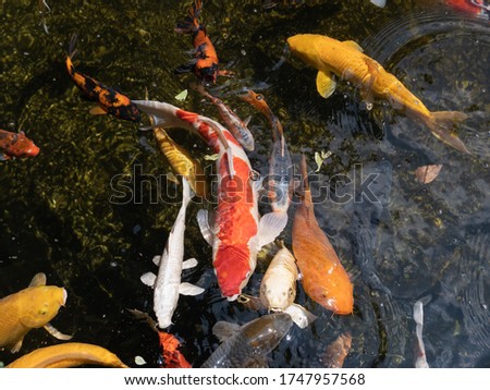 close up koi fish in the pond