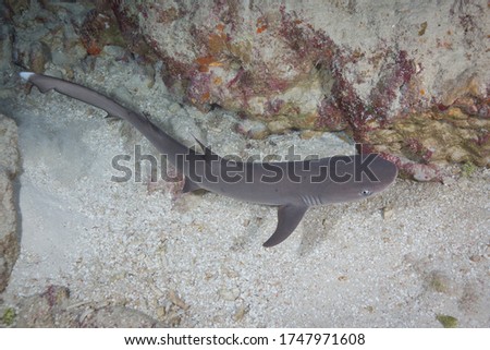 Whitetip reef sharks hiding in caves on the reef