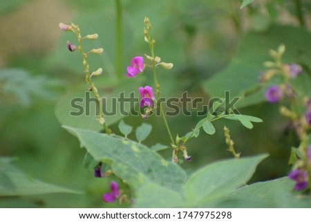 Panicled Tick Trefoil (Desmodium paniculatum) Bean family (Fabaceae). This perennial wildflower is 2–3½' tall, sometimes branching in the upper half.  Royalty-Free Stock Photo #1747975298