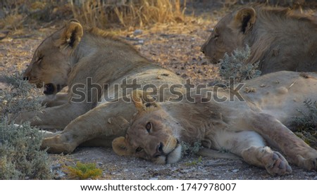 Lions resting during the last sunlight of the day at Etosha National Park, Namibia