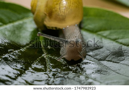 Little snail creeps on a leaf