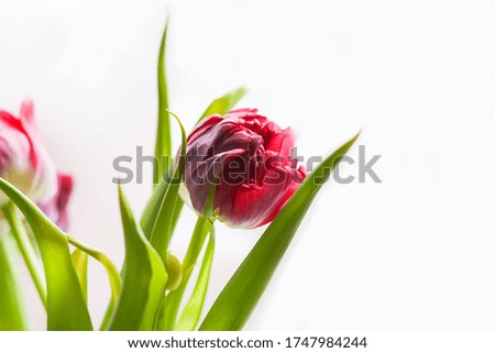 Spring beautiful tulip flowers on soft pastel background with copy space. Mother's day, greeting card festive decorative floral composition.