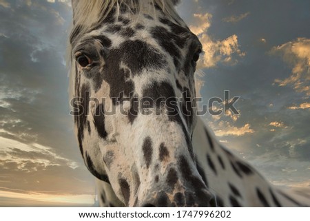 Black dotted horse stands with hazy background at sunset