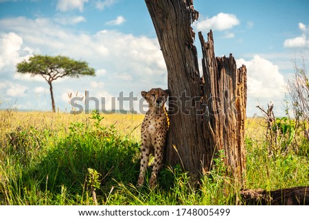 Tired wild cheetah hid from the sun behind a tree