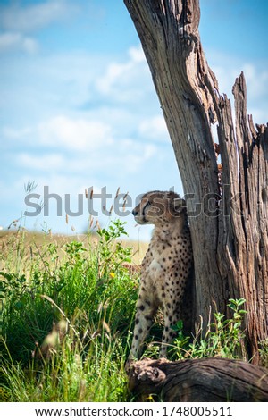 Tired wild cheetah hid from the sun behind a tree