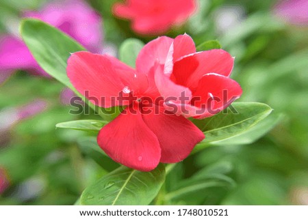 Views of the blooming flower garden, natural blurred background flower images