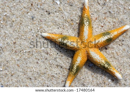 Fish a star on seacoast in a sunny day