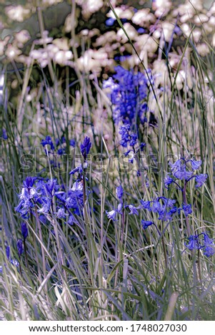 Bluebell Flowers in Long Grasses Abstract Colors