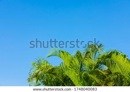The background leaves of palm trees and the sky Summer Concept