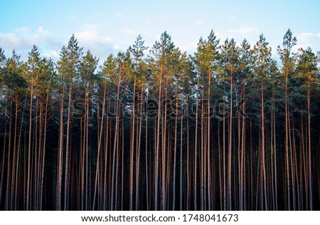 Beautiful forest with vertical high trees on a sunny, bright sky background in Poland.  Royalty-Free Stock Photo #1748041673
