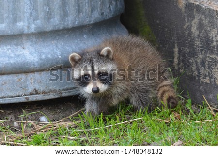 Baby raccoons exploring around barn yard 