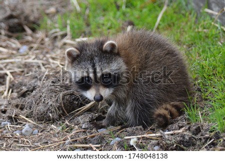 Baby raccoons exploring around barn yard 