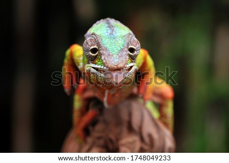 Beautiful of chameleon panther, chameleon panther on branch, chameleon panther shoot on target, Chameleon panther closeup