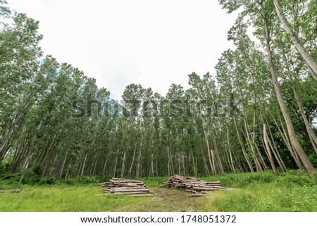 Deforestation. Freshly chopped tree trunks. 