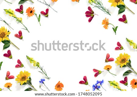 Wildflowers summer sunflowers, flowers calendula, linaria, blue cornflowers, red samaras maple ash on white background with space for text. Top view, flat lay