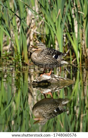 Female Mallard duck quacking at waters edge