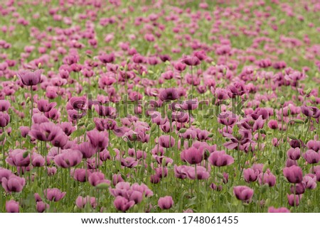 Field of purple poppies. Agriculture.