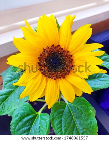 small yellow blooming flower decorative sunflower, yellow and green
