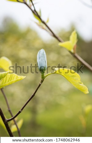 Single blue opal magnolia flower bud on a branch