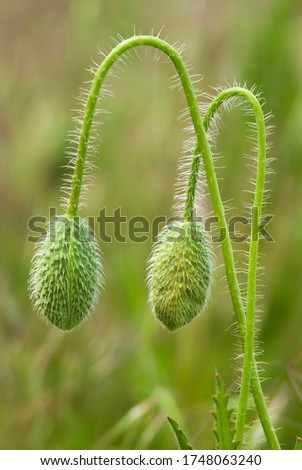 Two hanging buds of poppies close-up. Light green background with blurry bokeh.