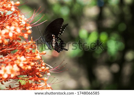 A beautiful butterfly on beautiful red flowers with blurred nature background in a garden, The nature photo of butterfly flowers, Summer garden.
