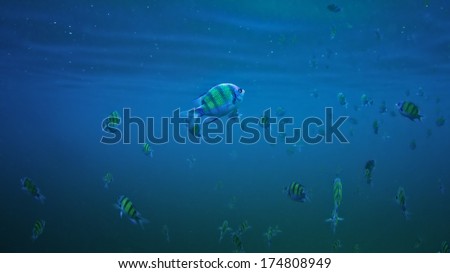 Thailand, coral reef underwater.