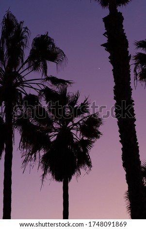 Silhouette of Los Angeles, California (located at Venice Beach) palm trees against a dark purple blue hour sky with a visible star in the sky