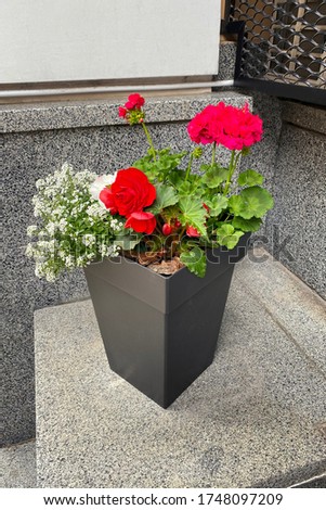 Pot with bush of blooming plant for landscape design. Geranium. Bush with red flowers in pot. Plants for house.