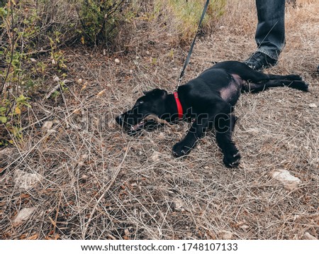 The picture shows a beautiful little black labrador retriever playing in nature