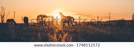 Solar energy on a background of a horse