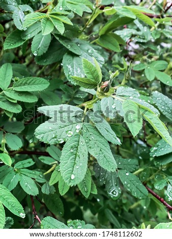 Raindrops on green foliage green leaves background nature in spring