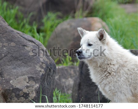
photo of a white dog on the background of large smooth stones