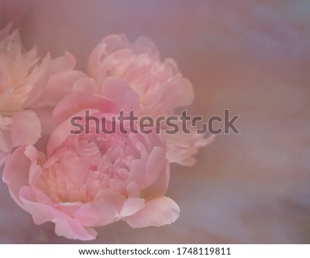 Double exposure soft focus pink peony flower on pink bokeh background. Copy space