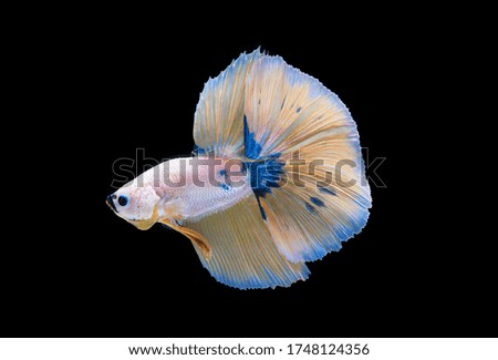 Multi color Siamese fighting fish (Rosetail) (half moon)