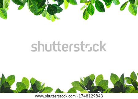 Fresh green leaves on white background with copy space. Leaves frame on isolated. Royalty-Free Stock Photo #1748129843