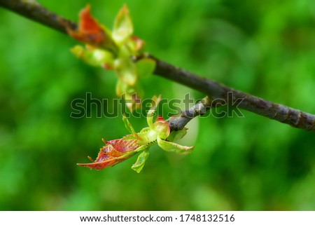 Sprouts of Cherry Tree in Early Spring. Stock Photo