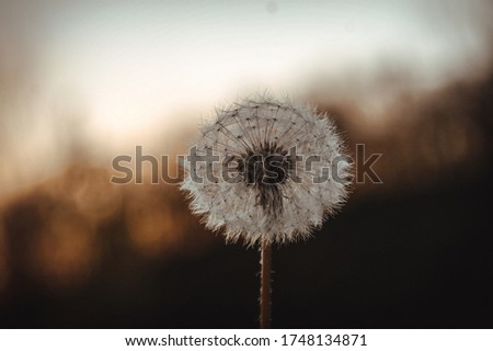 Picture of a dandelion in the spring.