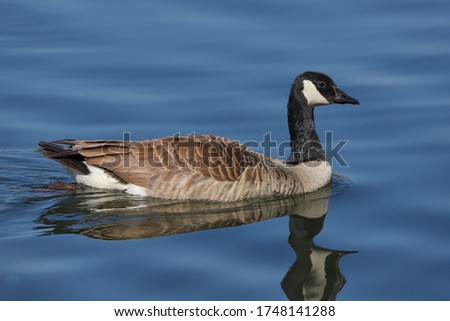 Canada goose (Branta canadensis) swimming on a blue water.