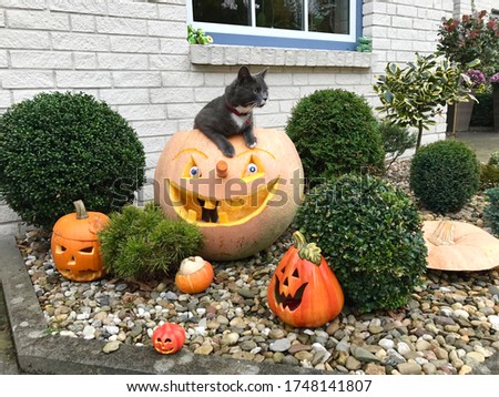 cat inside a pumpkin halloween, funny shot of a cat