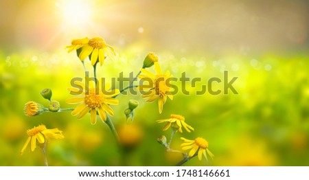 Wild meadow with yellow flowers in strong sunlight. Early morning. Nature background. 