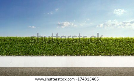 Nature background, panoramic view of beautiful green hedge fence with blue sky Royalty-Free Stock Photo #174815405