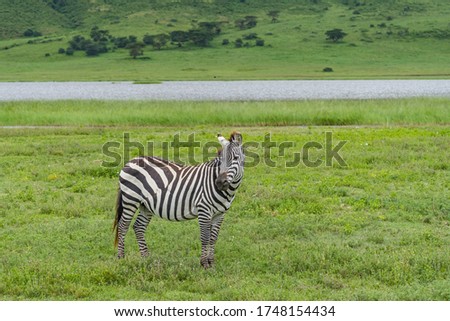 Zebra stay on a green Meadow, close up. Ngorongoro Conservation Area Crater, Tanzania. African wildlife