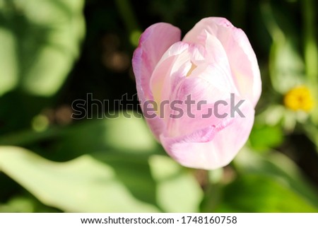 Amazing view of colorful yellow tulip flowering in the garden and green grass landscape under natural sunlight at sunny summer or spring day. Close up spring tulip flowers background in morning nature