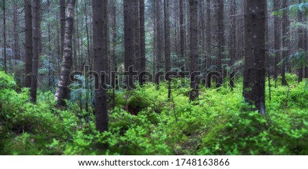 Panorama of the summer forest. Fresh plants in the forest. Natural background. The forest after the rain. Picture for wallpaper.
