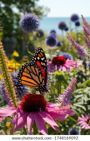 Monarch Butterfly sips nectar from beautiful wildflowers in a perennial garden during Summer Royalty-Free Stock Photo #1748169092