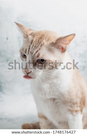 The striped cat is sticking out his tongue in a beautiful clear light.