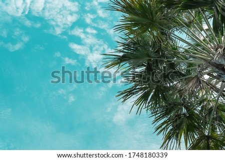 Summer vacation concept - palm leaves and sky, summer trip to tropical country. Beautiful background, postcard.