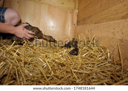 adult duck and its baby ducks in a stable with hay